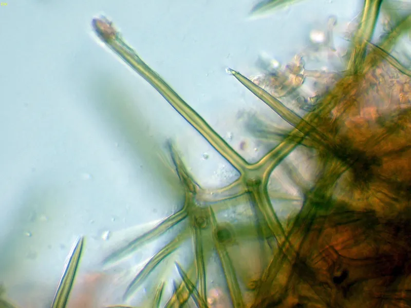 Asterostroma laxum 10 - Asterohifidios-003